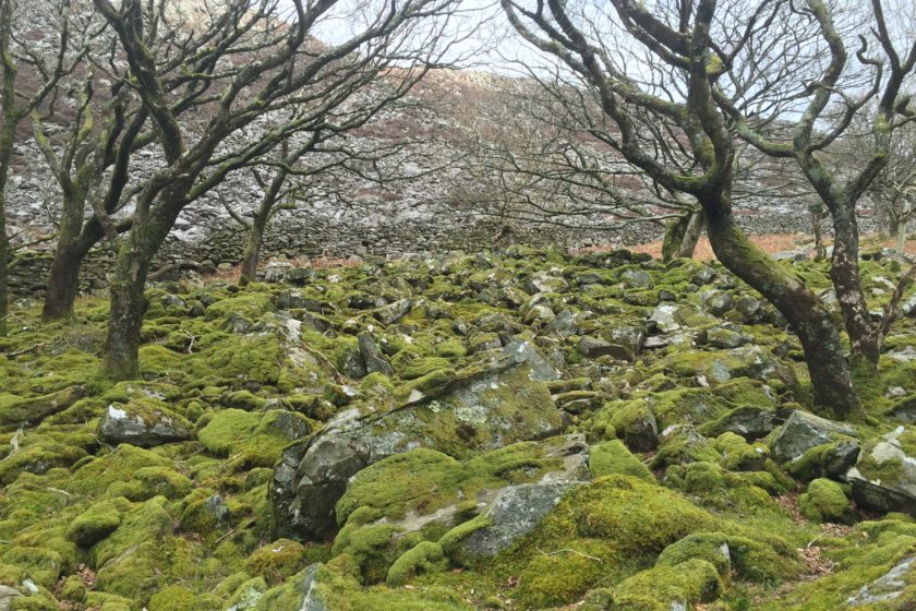 Mossy ground by Llyn Cwm Bychan