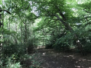 Trail in Epping Forest