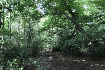 Trail in Epping Forest