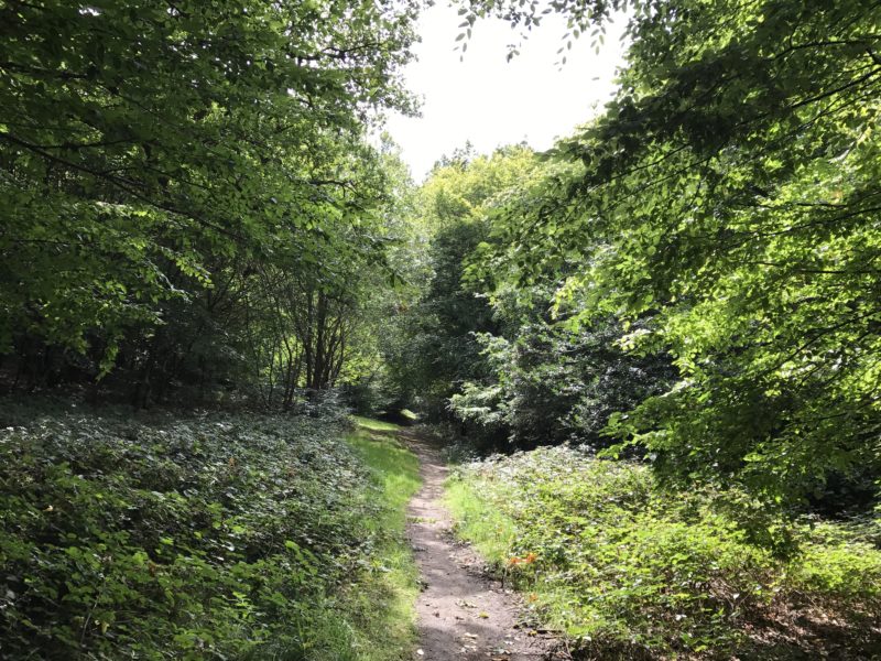 Track in Epping Forest