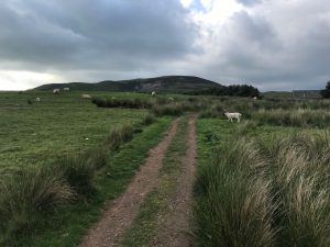 Pentland Hills and sheep