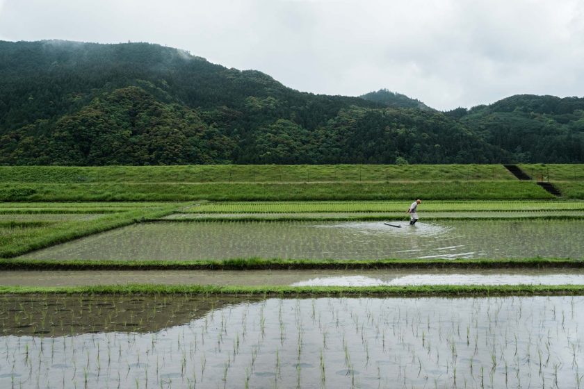 Hongu rice field