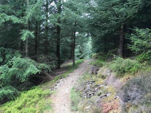 Glentress Black Trail
